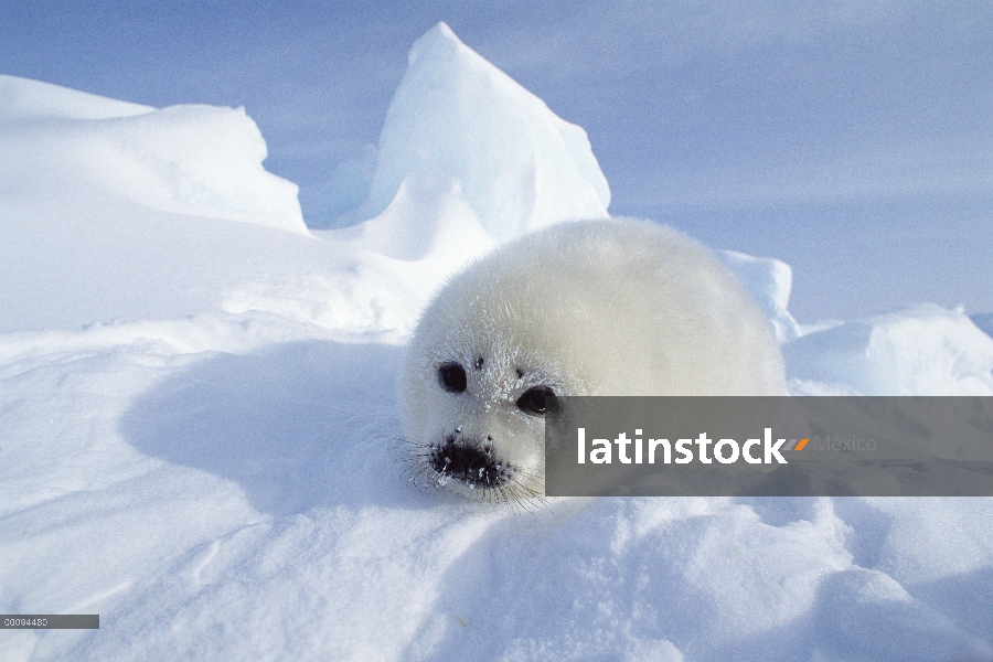 Arpa de Seal (Phoca groenlandicus) pup, Golfo de San Lorenzo, Canadá