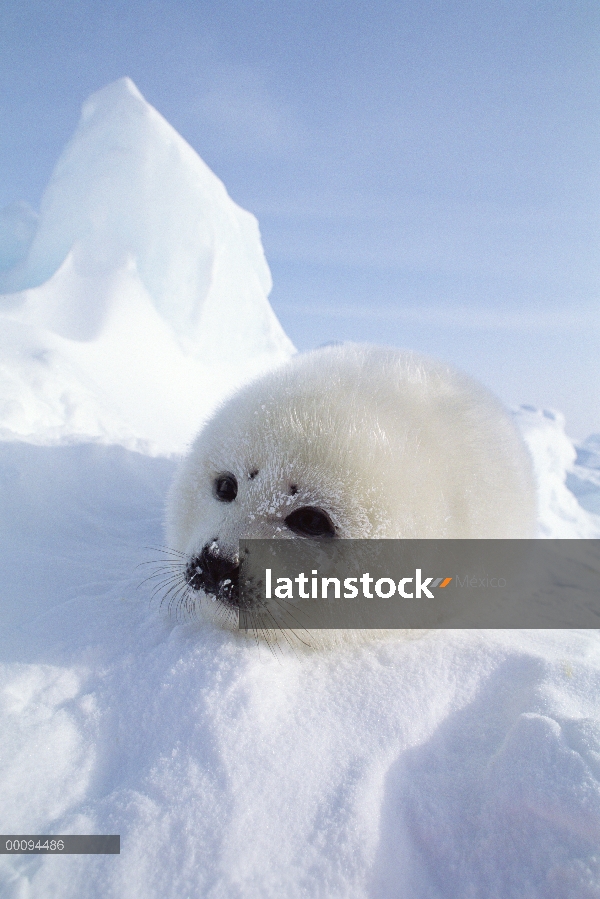 Arpa de Seal (Phoca groenlandicus) pup, Golfo de San Lorenzo, Canadá