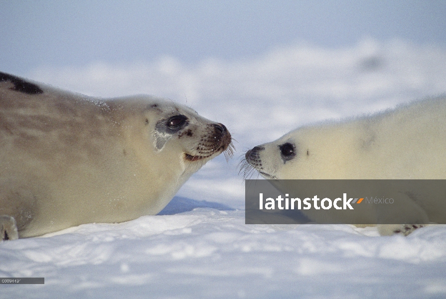 Sello de arpa (Phoca groenlandicus) madre y cachorro, Golfo de San Lorenzo, Canadá