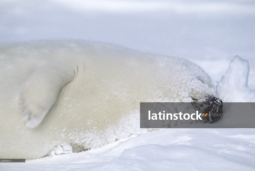 Sello de arpa (Phoca groenlandicus) cachorro durmiendo, Golfo de San Lorenzo, Canadá