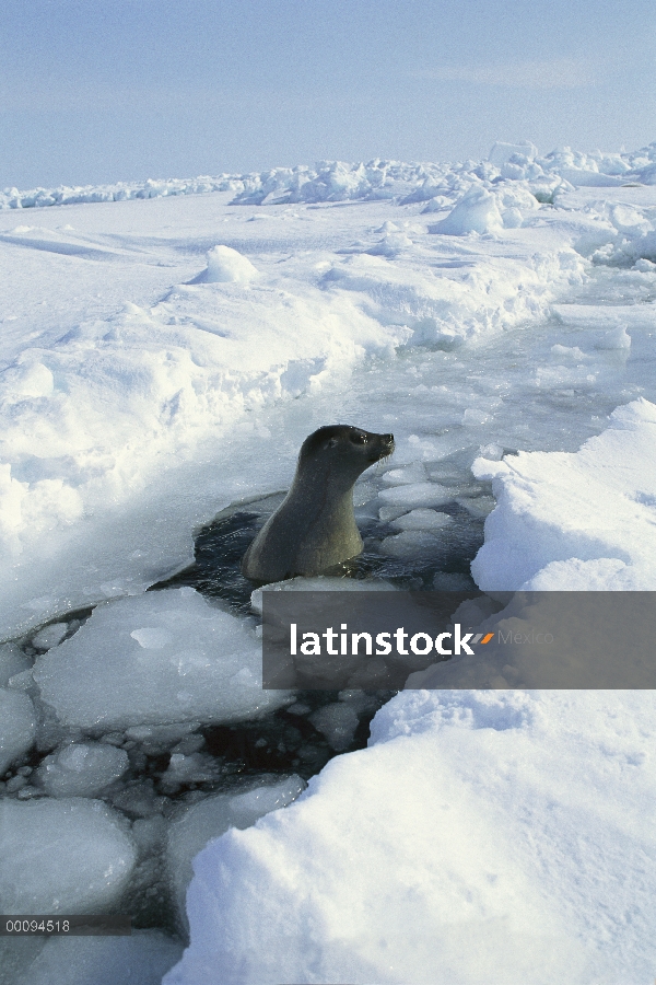 Sello de arpa (Phoca groenlandicus) superficie de grieta en hielo, Golfo de San Lorenzo, Canadá