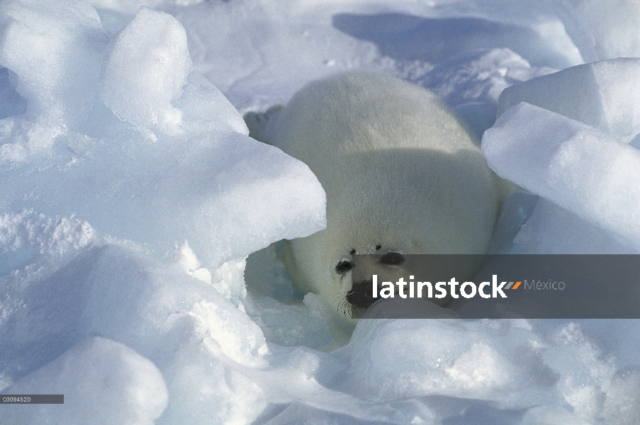 Arpa de Seal (Phoca groenlandicus) pup, Golfo de San Lorenzo, Canadá