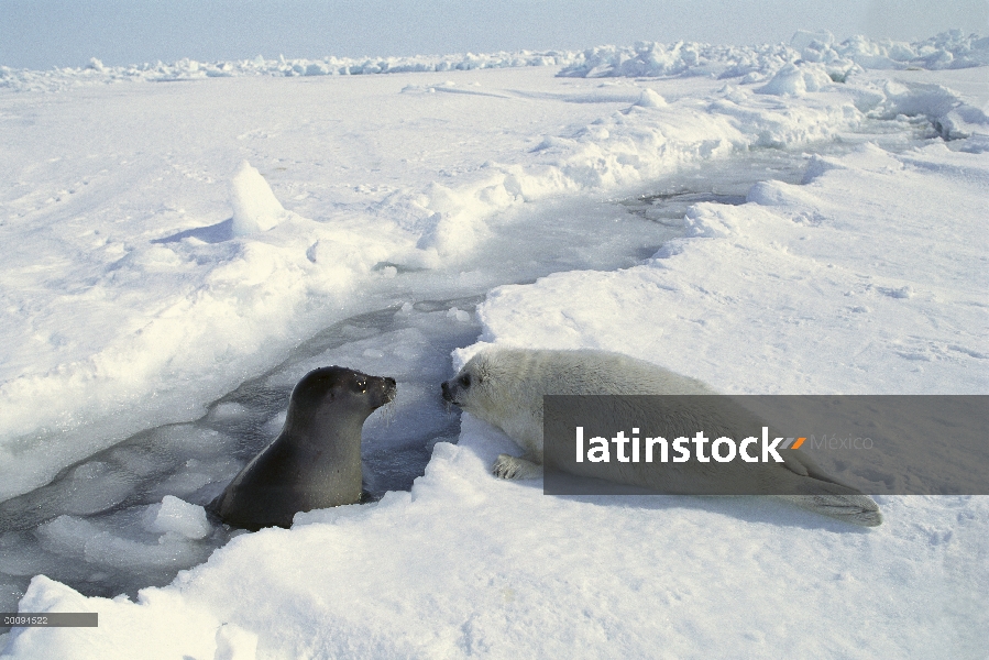 Sello de arpa (Phoca groenlandicus) superficie en grieta en el hielo cerca de pup, Golfo de San Lore