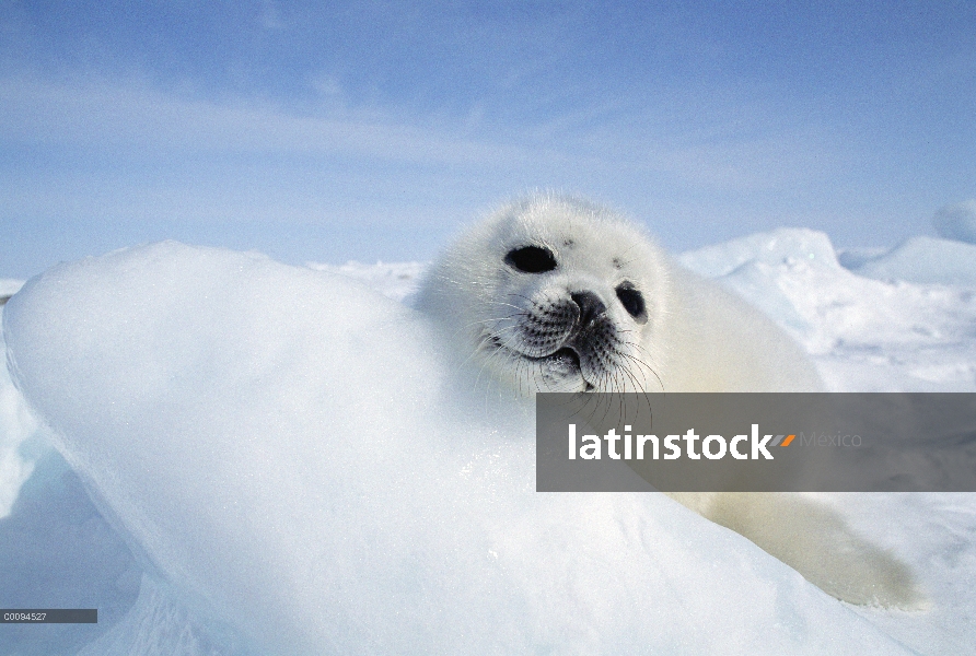 Arpa de Seal (Phoca groenlandicus) pup, Golfo de San Lorenzo, Canadá