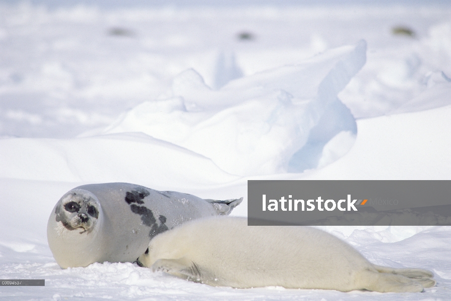 Sello de arpa (Phoca groenlandicus) madre y cachorro, Golfo de San Lorenzo, Canadá