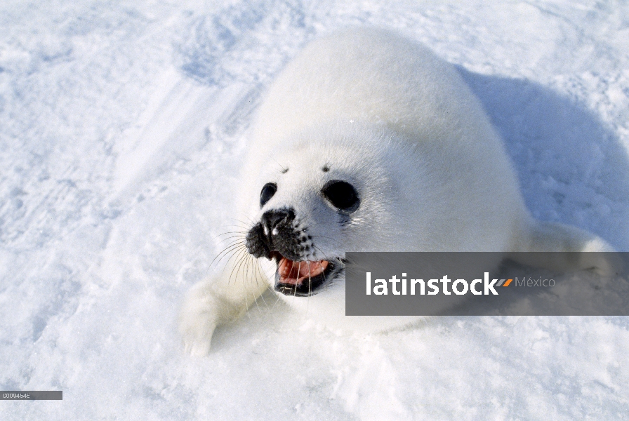 Sello de arpa (Phoca groenlandicus) cachorro llamar, Golfo de San Lorenzo, Canadá