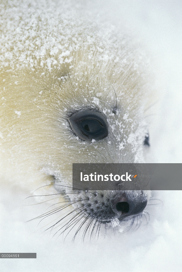 Arpa de Seal (Phoca groenlandicus) pup, Golfo de San Lorenzo, Canadá