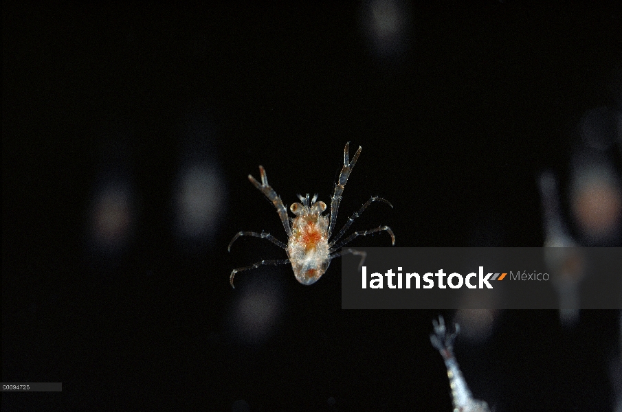 Baby Lobster, Antártida