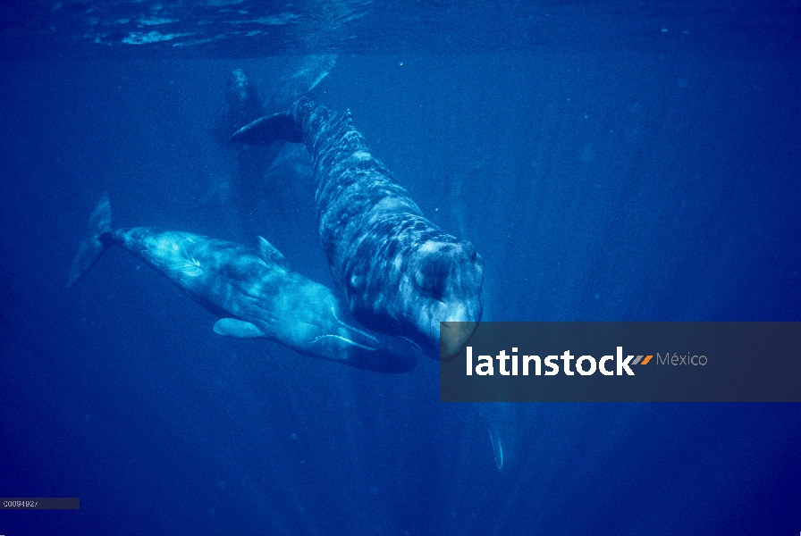 Grupo social cachalote (Physeter macrocephalus), Dominica