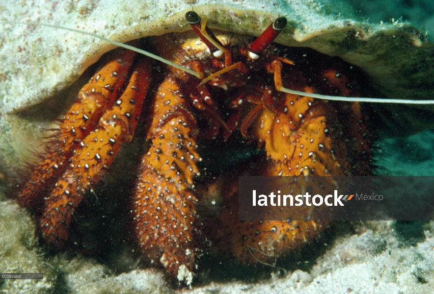 Cangrejo ermitaño, Hawaii