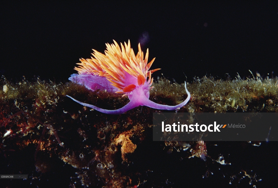 Nudibranquio, birghtly coloreada, Océano Ártico