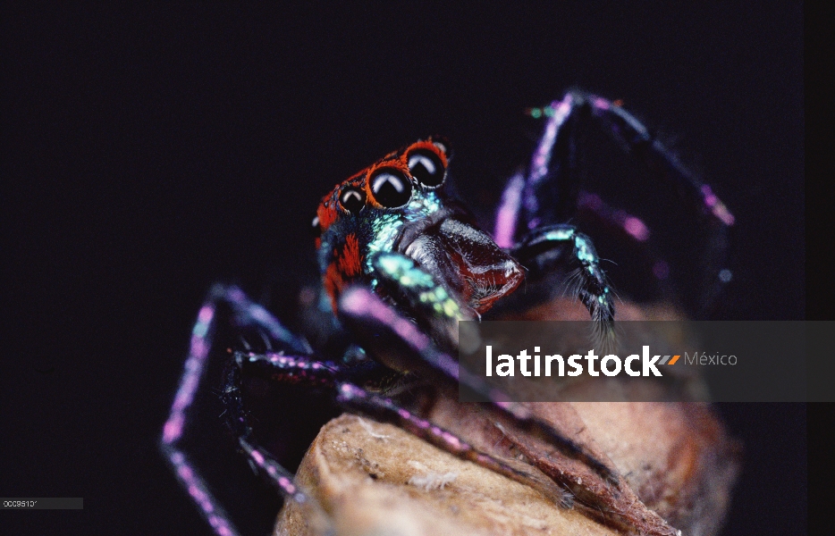 Saltar retrato de araña (Chrysilla sp), Sri Lanka