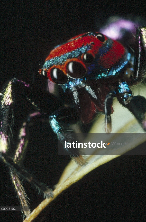 Saltar retrato de araña (Chrysilla sp), Sri Lanka