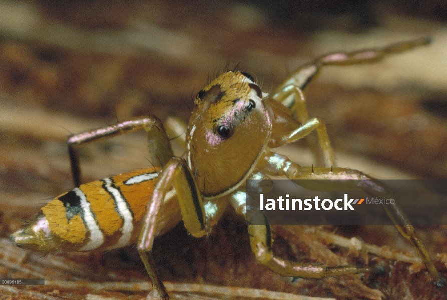 Retrato de la araña (Phintella aequipes), Kenia de salto