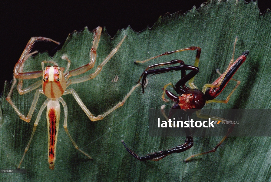 Jawed ancho Viciria (Viciria praemandibularis) macho y hembra en la exhibición de cortejo, el macho 