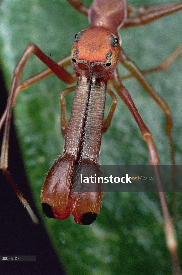 Kerengga hormiga-como retrato de puente (Myrmarachne plataleoides) mostrando las mandíbulas hocico-c