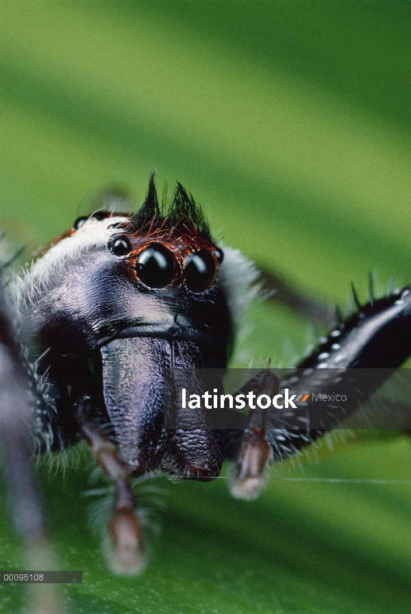 Retrato de Green Jumping Spider (Mopsus mormon) norte, Australia