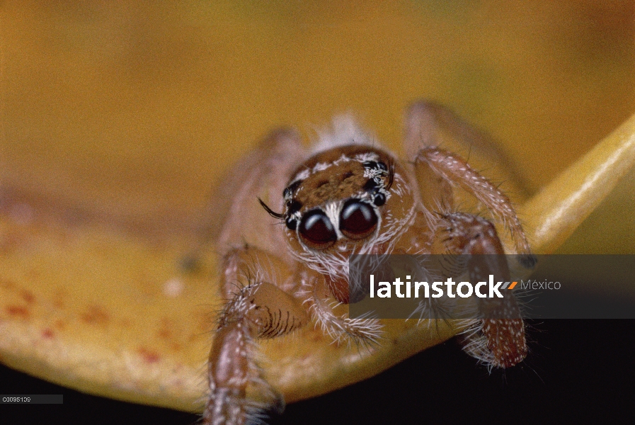 Jumping Spider, posiblemente del género hyllus, retrato, Kenia