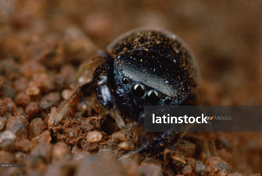 Jumping Spider (Pachyballus cordiformis) imita un escarabajo que es una buena defensa ya que los dep