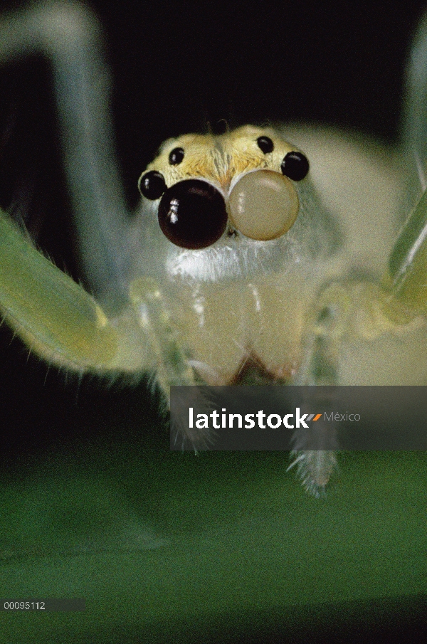 Retrato de araña que salta, color de los ojos muestra movimiento independiente de la secuencia 1 de 