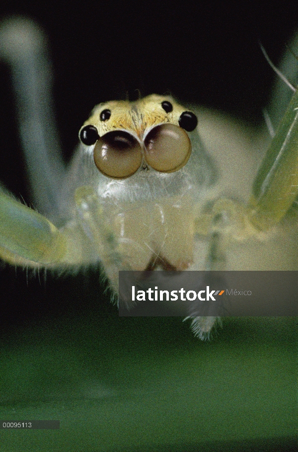 Retrato de araña que salta, color de los ojos muestra movimiento independiente de la secuencia 2 de 