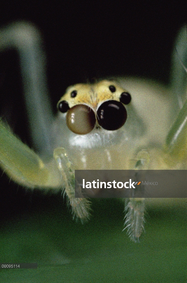 Retrato de araña que salta, color de los ojos muestra movimiento independiente, secuencia 3 de 3