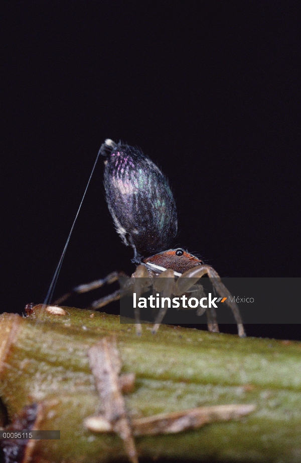 Araña que salta con seguridad seda