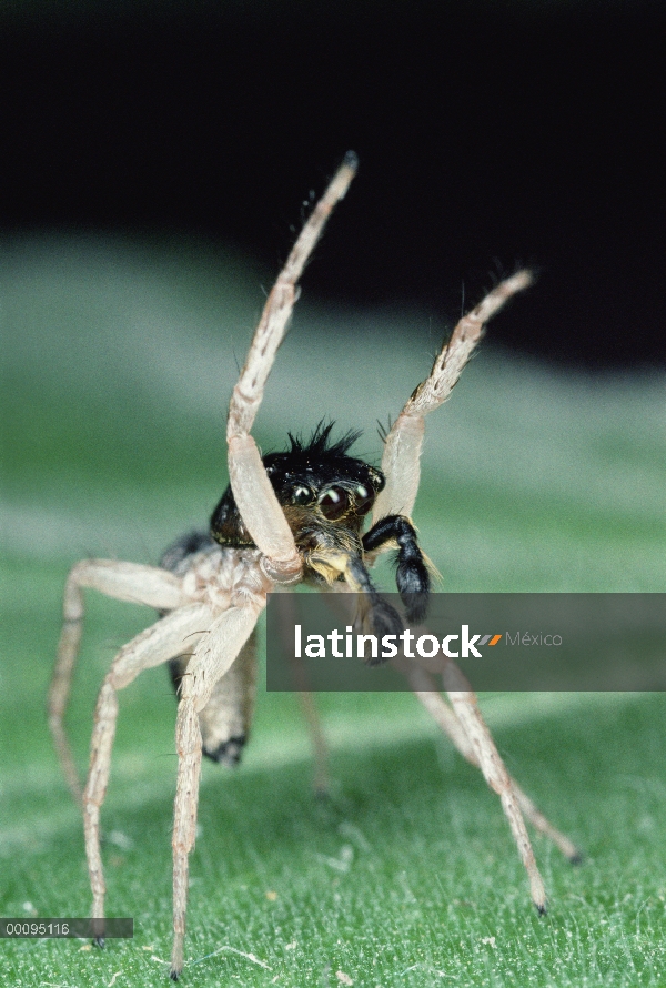 Saltar el hombre araña (Maevia sp) en actitud de cortejo, América del norte