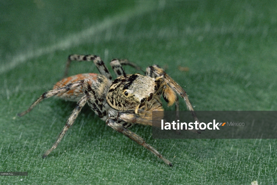 Saltar el hombre araña (Maevia sp) en actitud de cortejo, América del norte