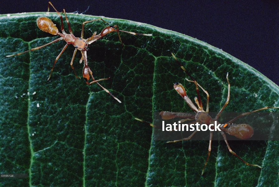 Kerengga hormiga-como puente (Myrmarachne plataleoides) los machos pelean mostrando las mandíbulas a