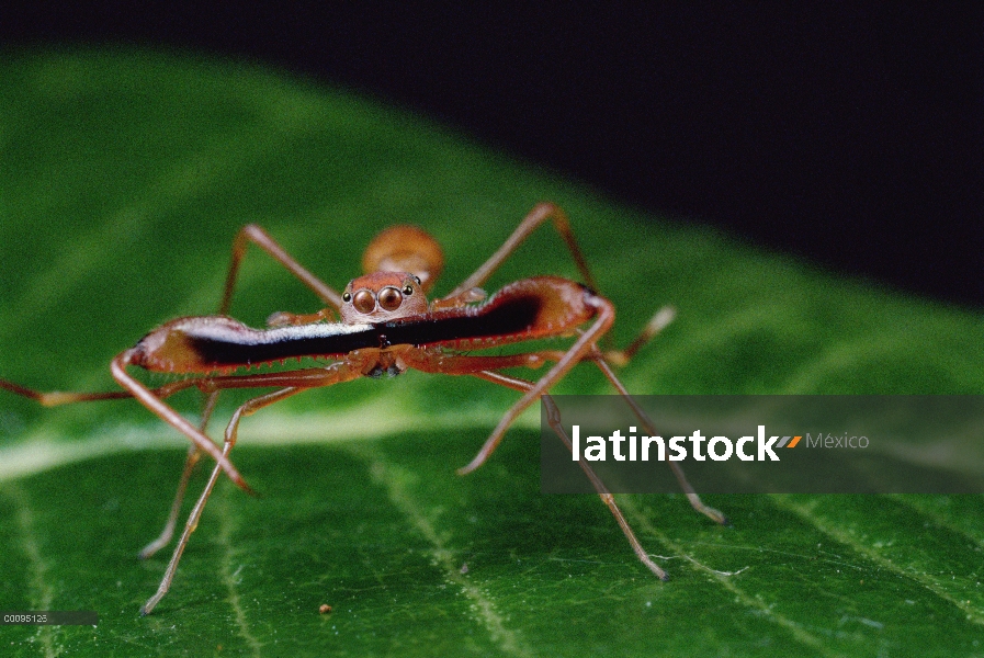 Kerengga hormiga-como hombre de puente (Myrmarachne plataleoides) en la lucha contra la postura most