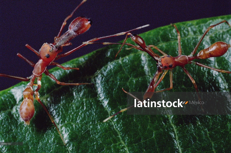 Kerengga hormiga-como puente (Myrmarachne plataleoides) los machos pelean mostrando las mandíbulas a