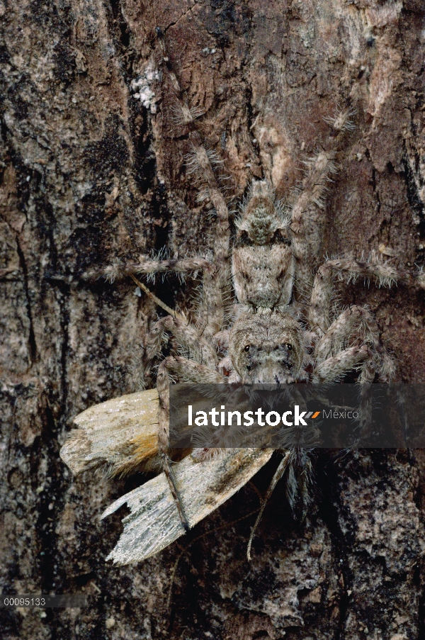 Mímico la corteza araña atrapa una polilla, Sri Lanka