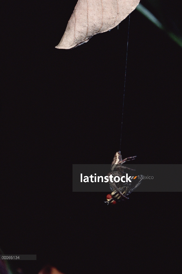 Saltando la araña (Euryattus sp) en guyline seda pesada suspendida de hoja enrollada, atrapa una mos