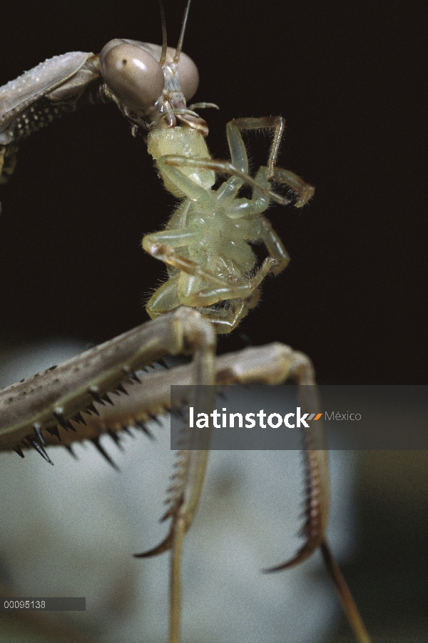 Norte verde Jumping Spider (Mopsus mormon) cae presa de un Mantis (Mantidae)