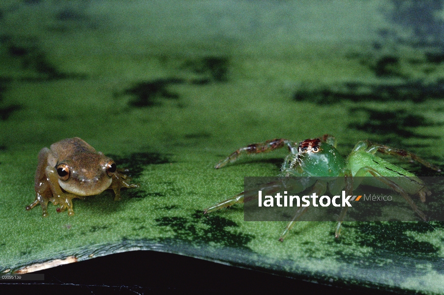 Norte Green Jumping Spider (Mopsus mormon) en una hoja con la rana pequeña, Australia