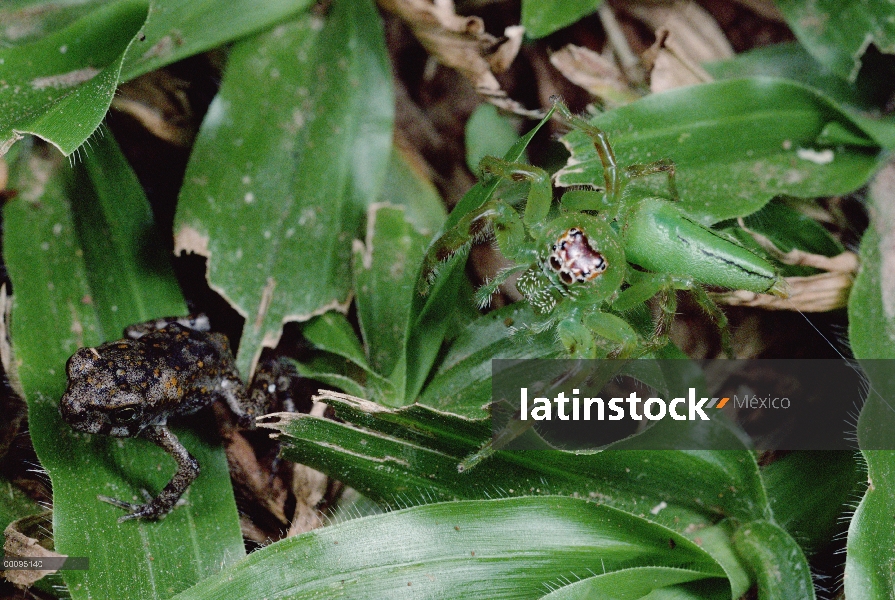 Jumping Spider (Mopsus sp) camuflado en el follaje verde, esperando lograr una rana pequeña, Austral