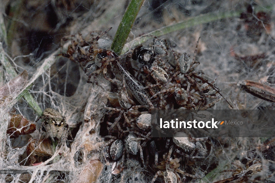 Grupo araña (Simaetha sp) salto caza arañas sociales en nido de web, Australia