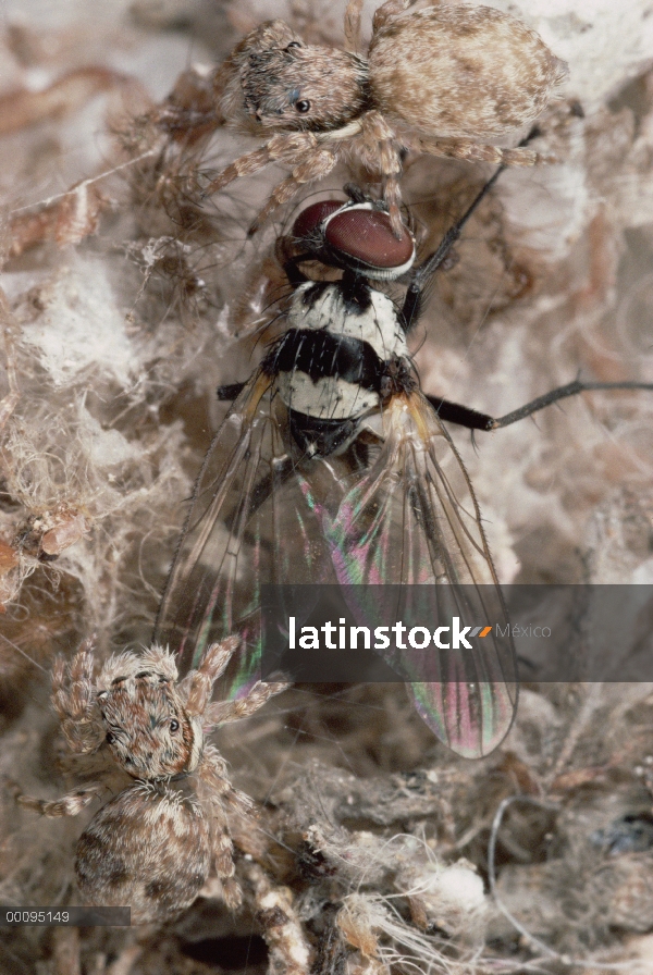 Par de araña (Phyaces sp) salto de arañas comunes cooperativamente mata mosca, Kenia