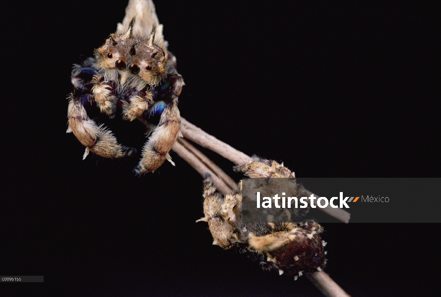 Jumping Spider (Phyaces comosus) con a dos mujeres en bambú madre uno de ellos parpadea un colorido 