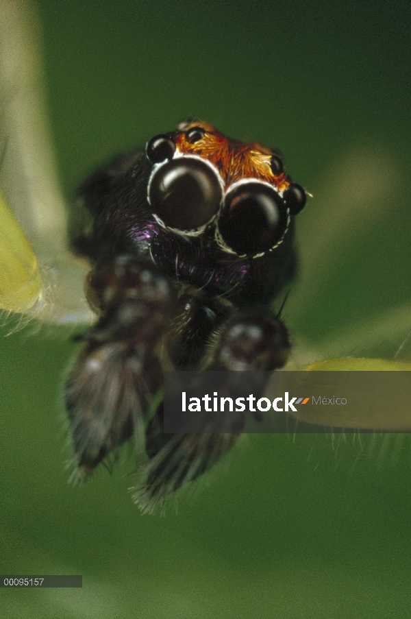 Saltar Retrato hombre araña (Asemonea tenuipes), Sri Lanka