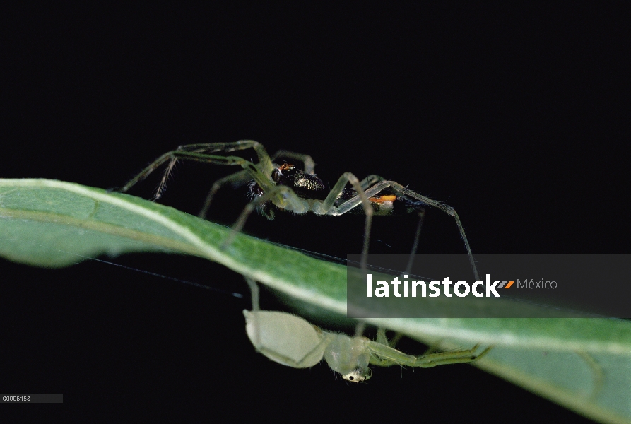 Salto (Asemonea tenuipes) par de araña en una hoja realizar el ritual de apareamiento, hombre colori