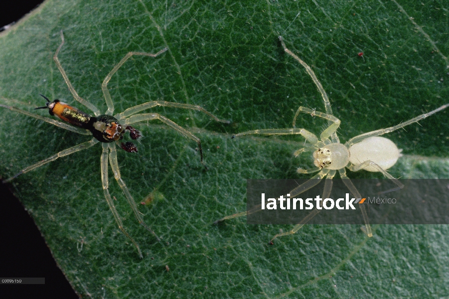 Araña (Asemonea tenuipes) colorida hombres y clara mujeres de salto en una hoja realizar el cortejo 