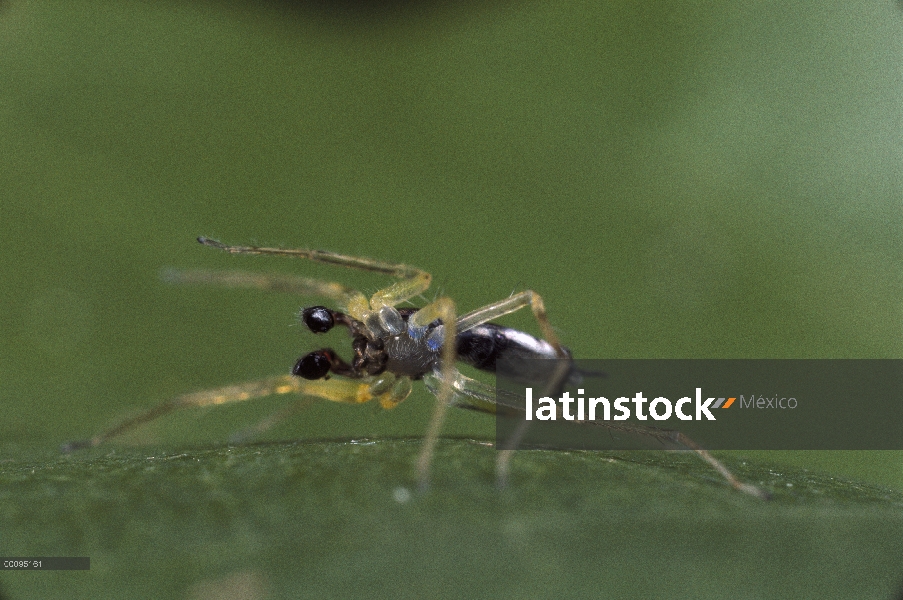 Saltar el hombre araña (Asemonea tenuipes) en la danza de cortejo, Sri Lanka