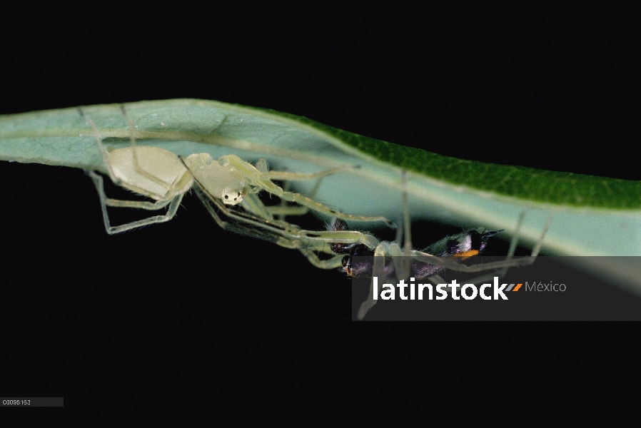 Araña (Asemonea tenuipes) colorida hombres y clara mujeres de salto en una hoja realizar el cortejo 