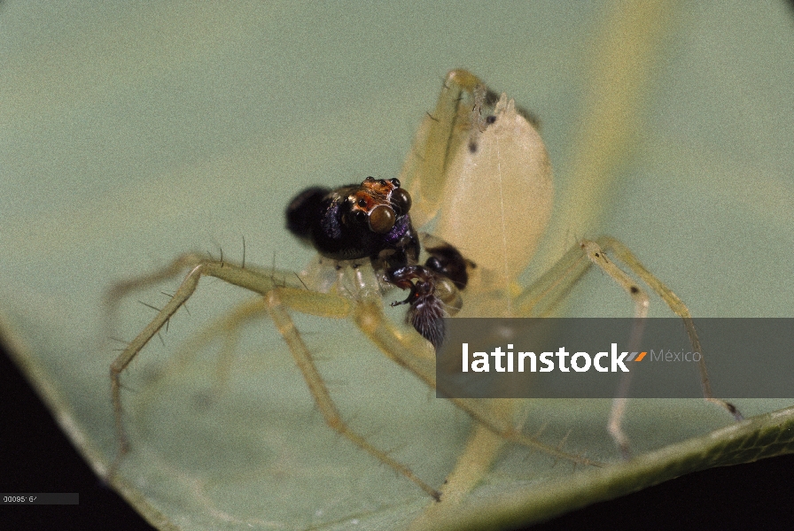 Saltar el hombre araña (Asemonea tenuipes) insertando su izquierda palpo en el abdomen de la hembra 