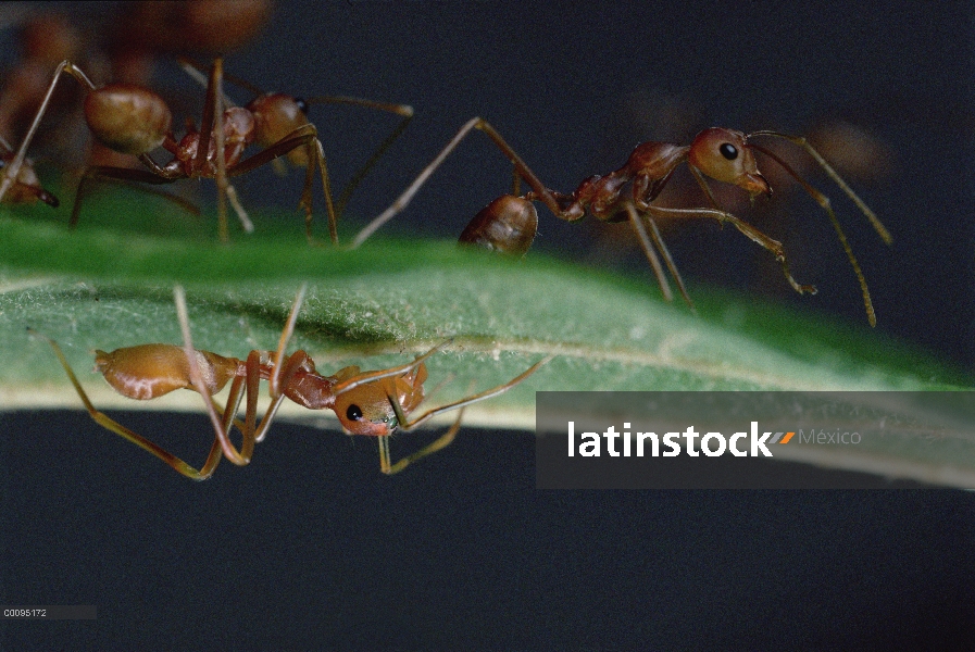 Grupo hormiga de árbol verde (Oecophylla smaragdina) encima de la hoja con el hormiga-mímico Jumping