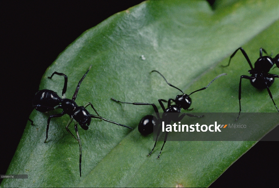 Hormiga-mímico Jumping Spider (Myrmarachne sp) izquierda, cuenta las ocho patas, con dos hormigas en