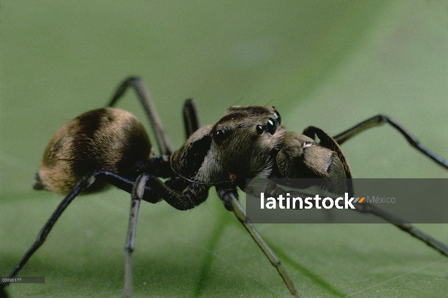 Saltar a primer plano retrato de araña (Myrmarachne maxillosa), Singapur