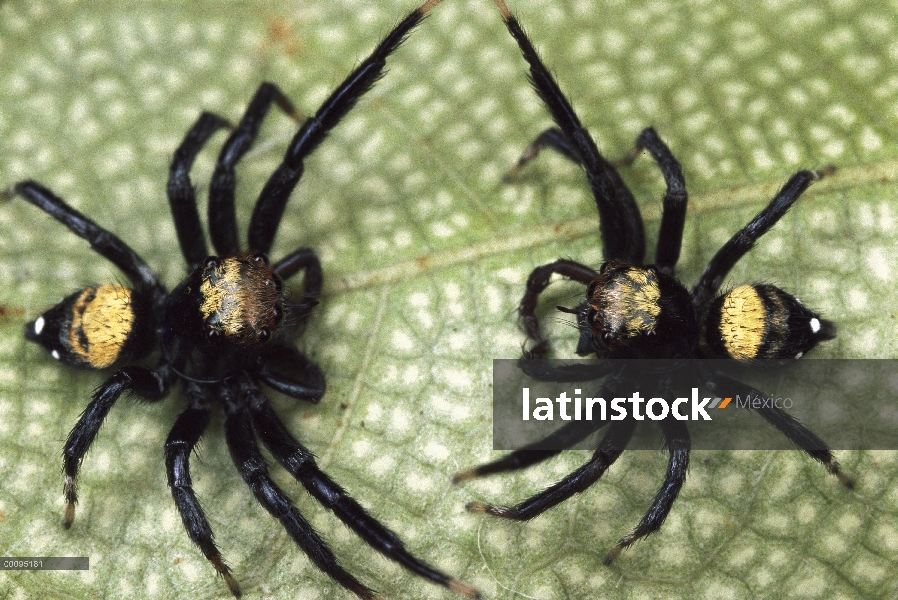 Rodamiento de espada Thorelliola (ensifera Thorelliola) los hombres lucha, Singapur